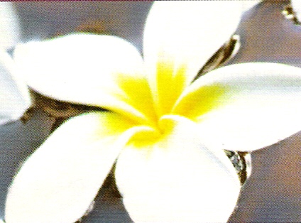 lotusbluete jpg